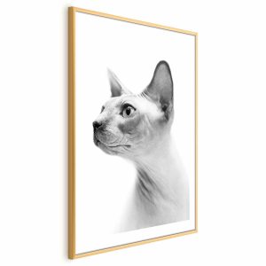 Plakat Bezwłosy kot 21×30 cm 585025 Plakat Bezwłosy kot 21×30 cm 585025