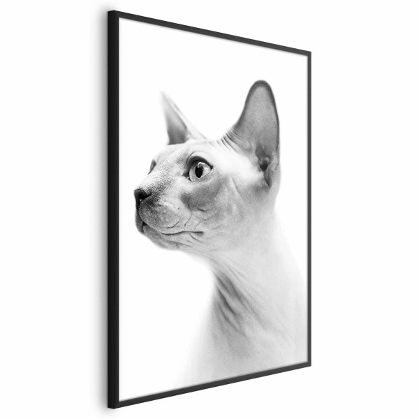 Plakat Bezwłosy kot 21x30 cm 577408
