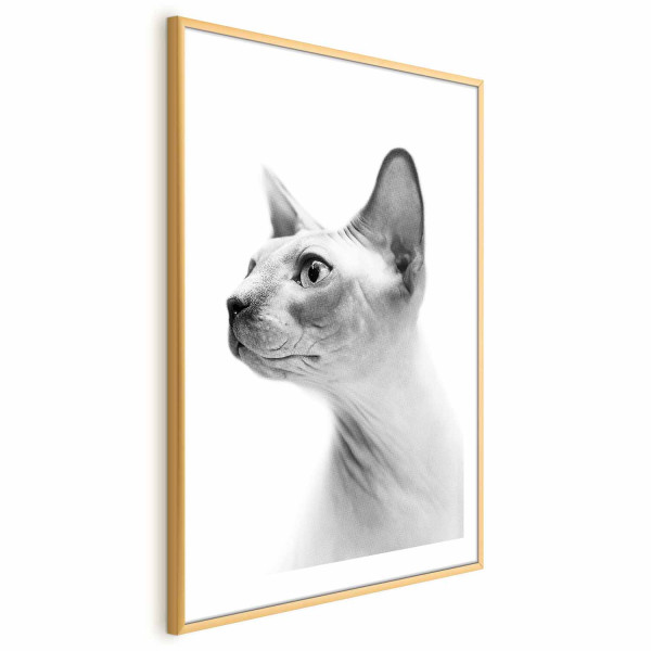 Plakat Bezwłosy kot 29,7x42 cm 581632