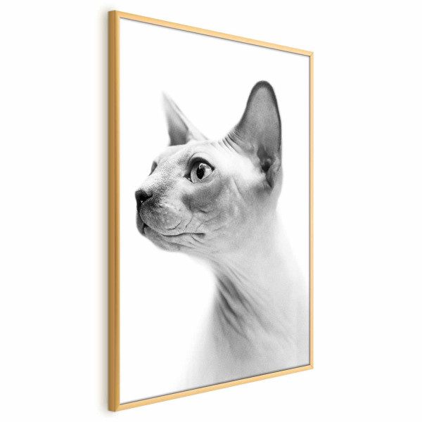 Plakat Bezwłosy kot 29,7x42 cm 583438