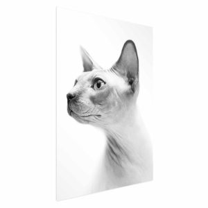 Plakat Bezwłosy kot 29,7×42 cm 577413 Plakat Bezwłosy kot 29,7×42 cm 577413