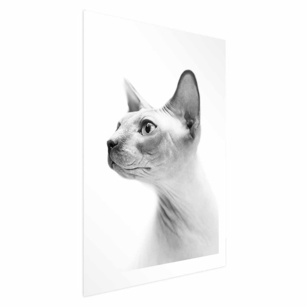 Plakat Bezwłosy kot 40x60 cm 578351
