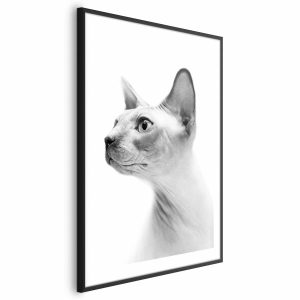 Plakat Bezwłosy kot 40×60 cm 581764 Plakat Bezwłosy kot 40×60 cm 581764