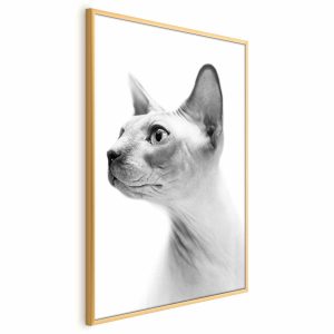Plakat Bezwłosy kot 40×60 cm 583875 Plakat Bezwłosy kot 40×60 cm 583875