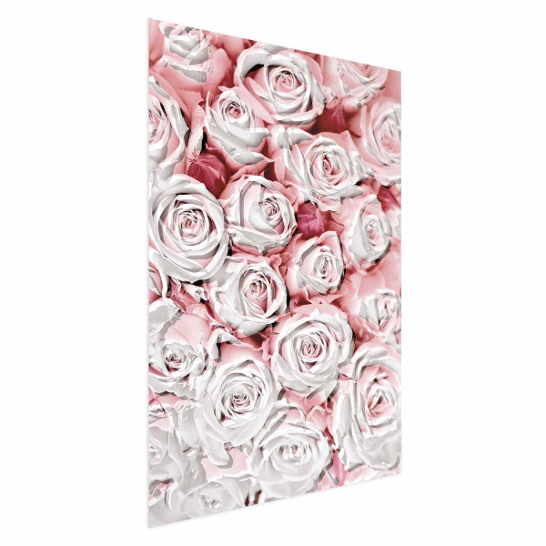 Plakat Białe róże 40x60 cm 577587