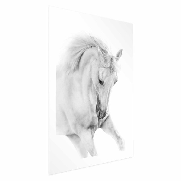 Plakat Biały koń 29,7x42 cm 590734