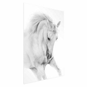 Plakat Biały koń 60×90 cm 580434 Plakat Biały koń 60×90 cm 580434