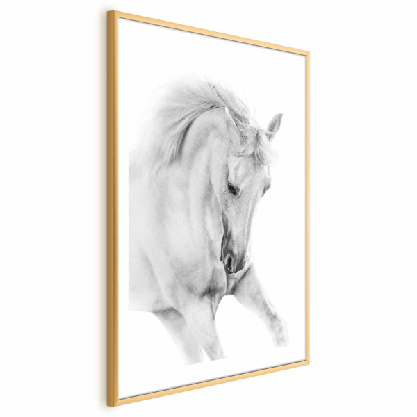 Plakat Biały koń 60x90 cm 577972