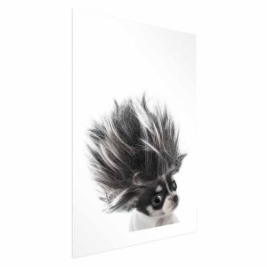 Plakat Chihuahua 21×30 cm 579030