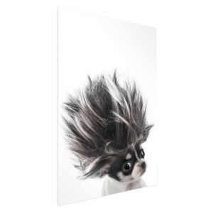 Plakat Chihuahua 29,7×42 cm 580298