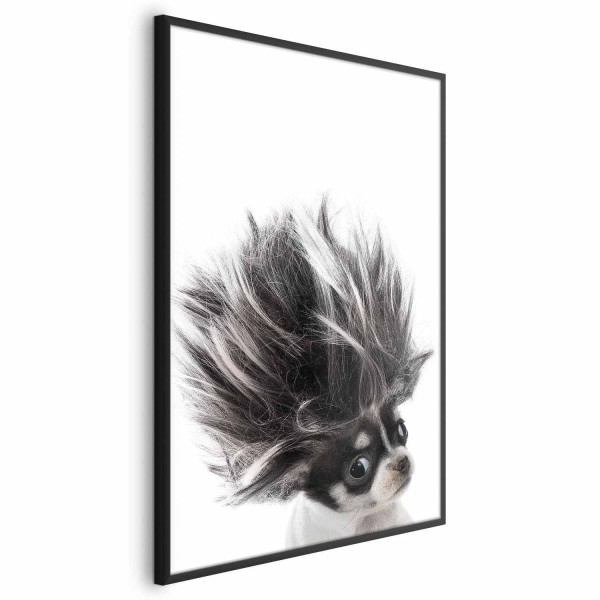 Plakat Chihuahua 40x60 cm 591359