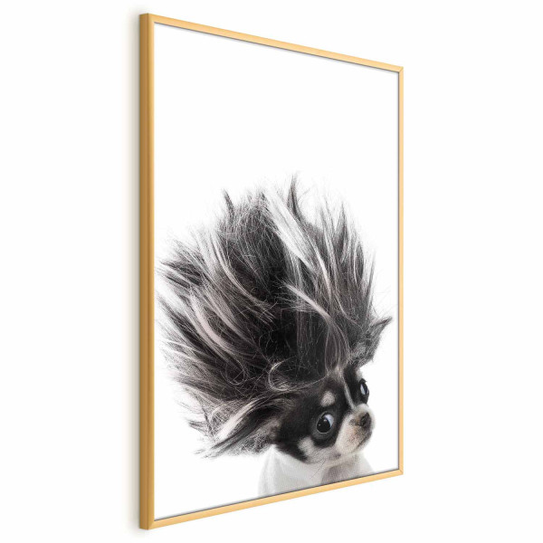Plakat Chihuahua 60x90 cm 580985