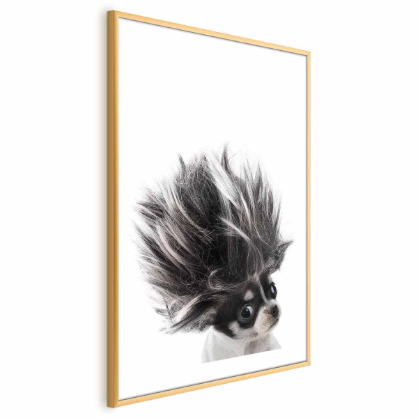 Plakat Chihuahua 60x90 cm 591416
