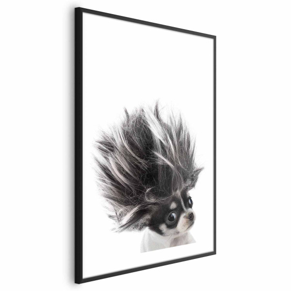 Plakat Chihuahua 60x90 cm 578181