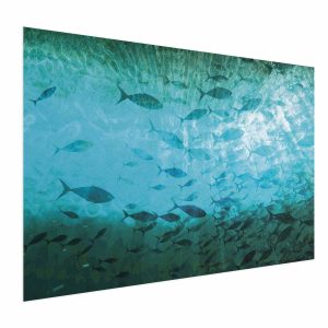 Plakat Gromada ryb 30×21 cm 580372 Plakat Gromada ryb 30×21 cm 580372