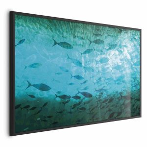 Plakat Gromada ryb 60×40 cm 590476 Plakat Gromada ryb 60×40 cm 590476