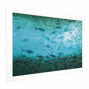 Plakat Gromada ryb 90×60 cm 582722 Plakat Gromada ryb 90×60 cm 582722