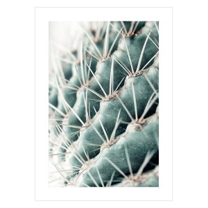Plakat Kaktus 50×70 cm 38180 Plakat Kaktus 50×70 cm 38180