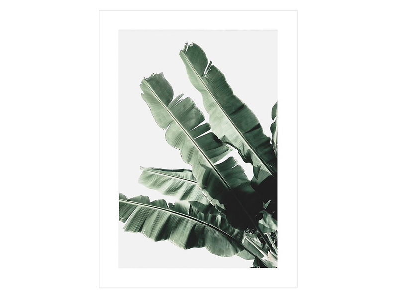 Plakat Liść Bananowca I 50x70 cm 38182