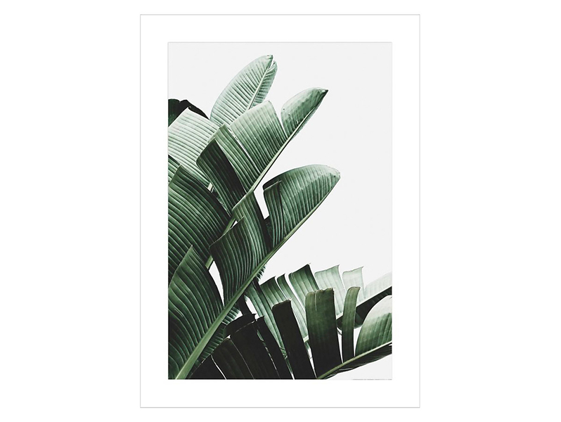 Plakat Liść Bananowca II 50x70 cm 38183