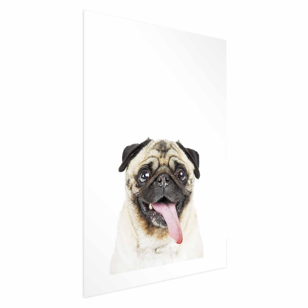 Plakat Mops 21x30 cm 577614