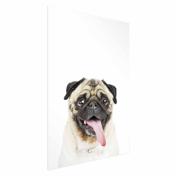 Plakat Mops 40x60 cm 585178