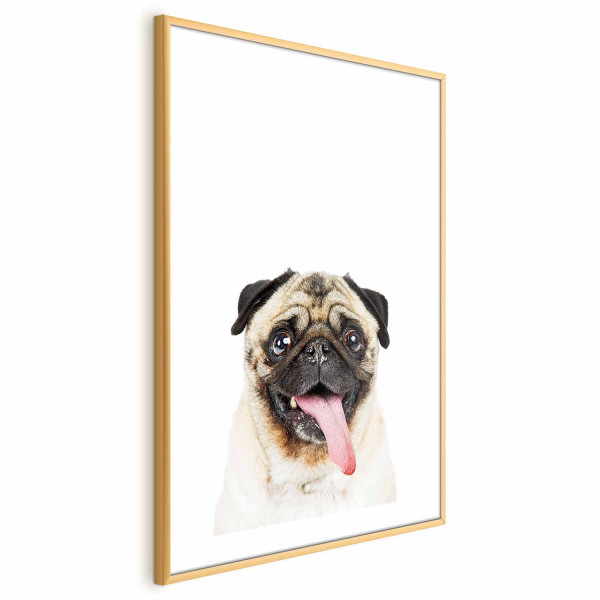 Plakat Mops 40x60 cm 580584