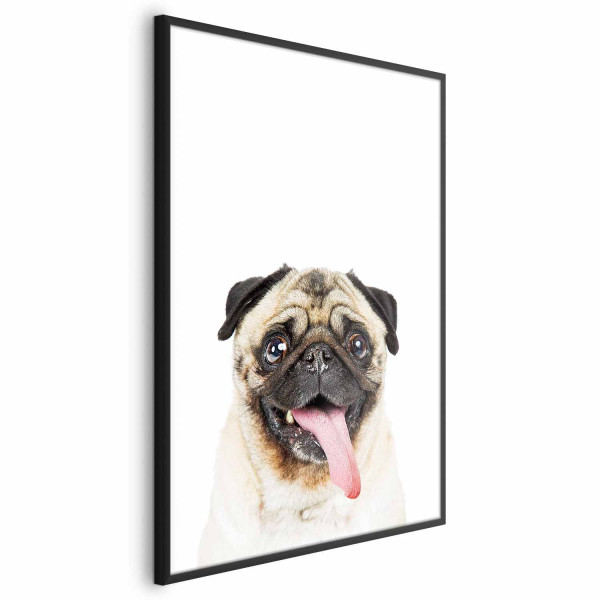 Plakat Mops 60x90 cm 581893