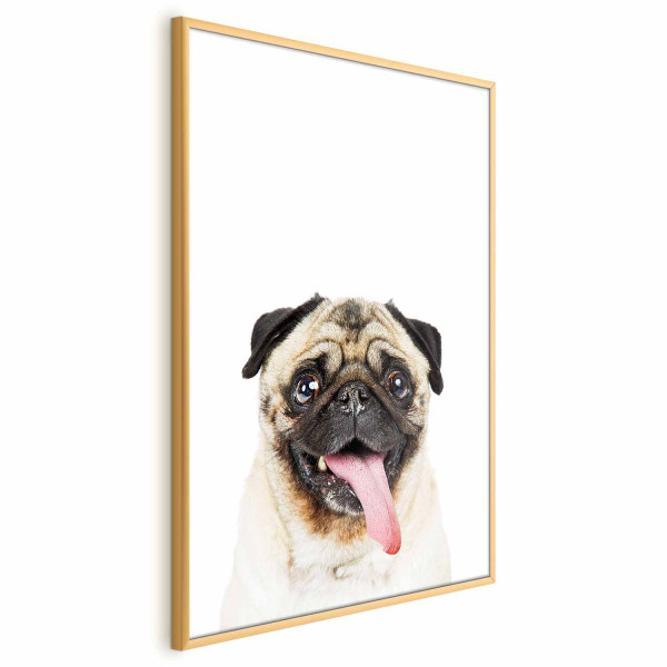 Plakat Mops 60x90 cm 586054