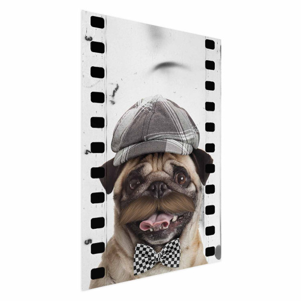 Plakat Mops w czapce 21x30 cm 584188