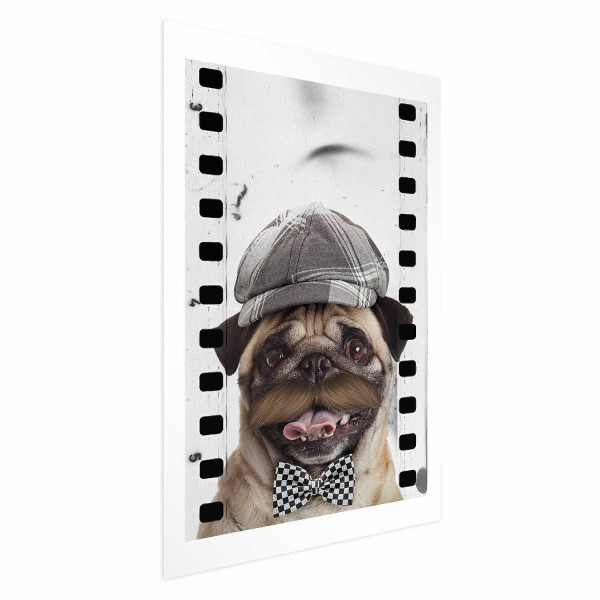 Plakat Mops w czapce 29,7x42 cm 579767