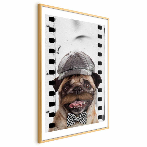 Plakat Mops w czapce 40x60 cm 586228