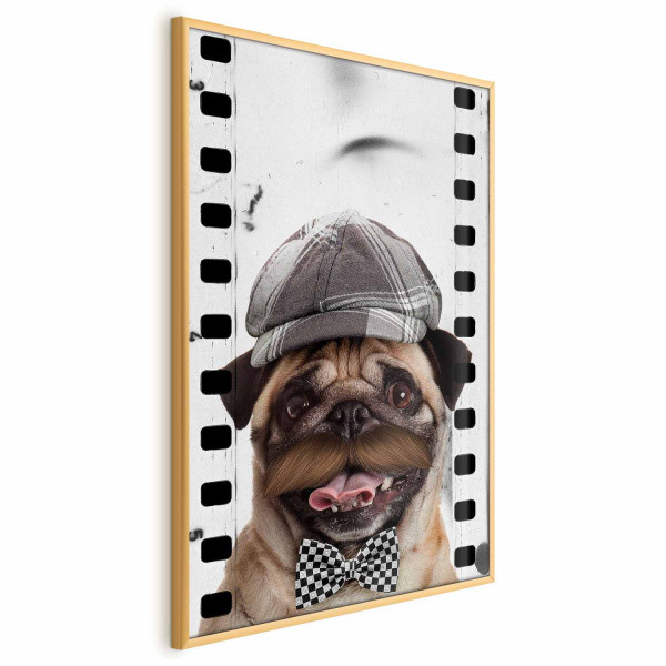 Plakat Mops w czapce 40x60 cm 577755