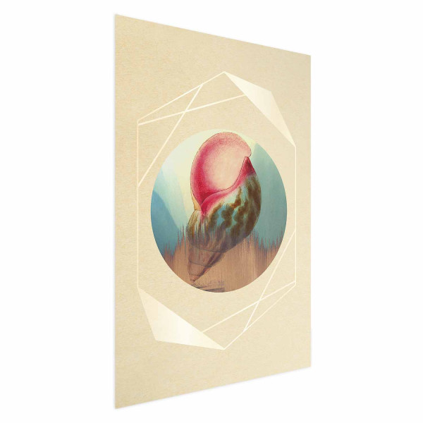 Plakat Muszla 40x60 cm 588953